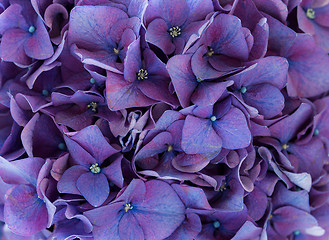 Image showing Hydrangea flower 