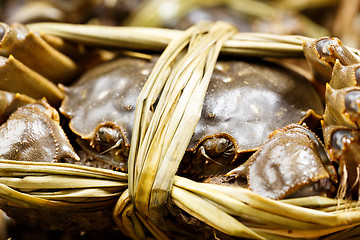 Image showing Chinese Hairy Crab