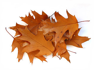 Image showing Fall oak leaves on white background