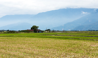 Image showing Paddy Rice field after cultivation