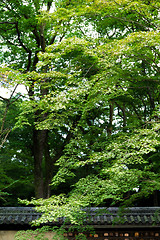 Image showing Tree over the japanese roof tile