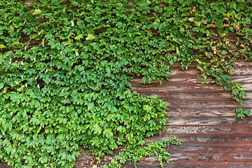 Image showing Old wooden wall with green creeper plants