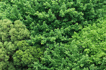 Image showing Big tree fromm top view