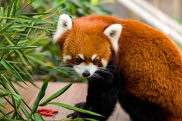 Image showing Red Panda