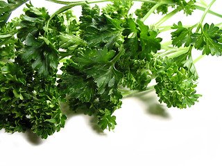 Image showing Fresh parsley on white background 2