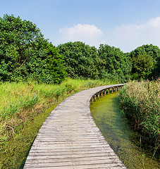 Image showing Wooden walkway in forest