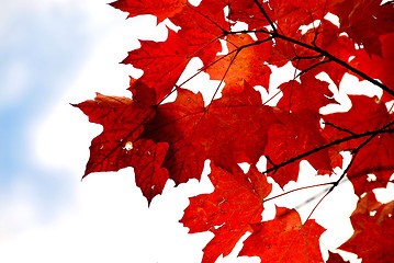 Image showing Red maple leaves