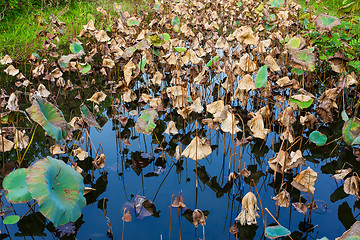 Image showing Dead lotus pond 