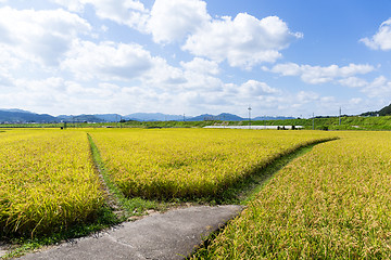 Image showing Walking path between the paddy rice meadow