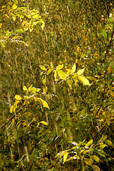 Image showing Rain and sun