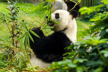 Image showing Hungry panda bear eating bamboo