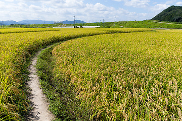 Image showing Walking path though the paddy rice