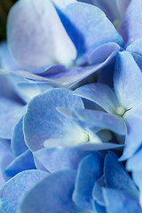 Image showing Beautiful blue flower Hydrangea