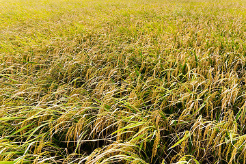 Image showing Rice field