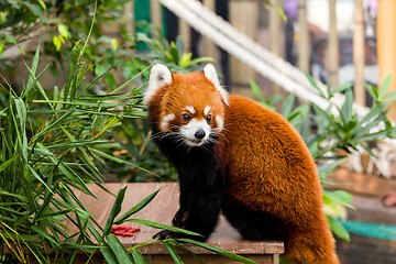 Image showing Red panda bear