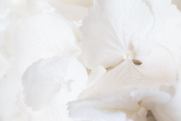 Image showing White Hydrangea