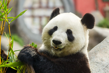 Image showing Hungry giant panda bear eating bamboo