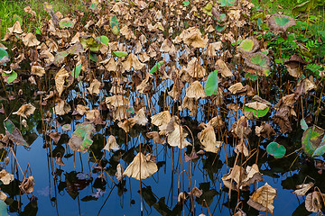 Image showing Dead lotus leaves in pond