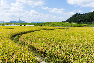 Image showing Walkway into green rice field