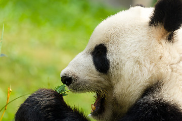 Image showing Panda eating bamboo