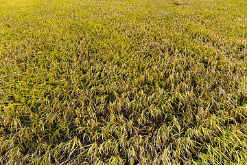 Image showing Rice field