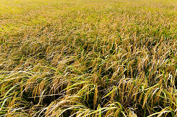 Image showing Paddy rice field