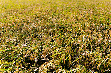 Image showing Rice field