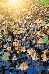 Image showing Wilt lotus in water pond 