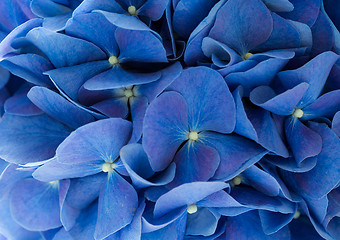 Image showing Blue Hydrangea macrophylla flower