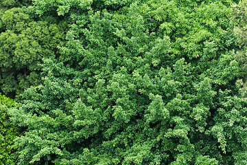 Image showing Green plant from top view