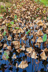 Image showing Lotus leaves in pond 