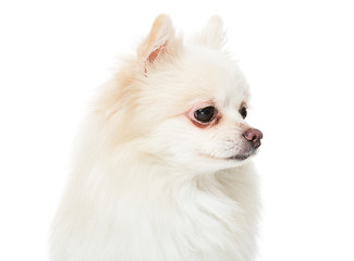 Image showing Pomeranian dog