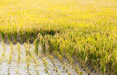 Image showing The paddy fields in the autumn 