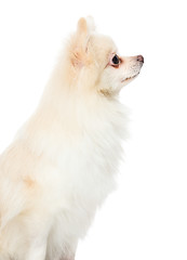 Image showing Side profile of pomeranian dog
