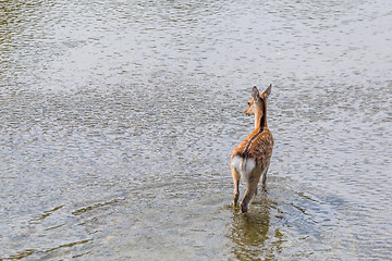 Image showing The back of the deer in the lake