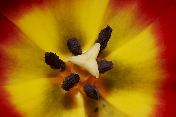 Image showing the tulips heart