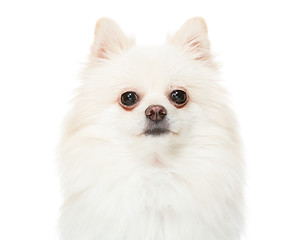 Image showing Pomeranian puppy dog