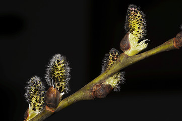 Image showing flowering willow