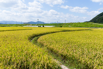 Image showing Walking path in Rce field