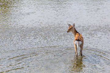 Image showing Roe deer in the lake