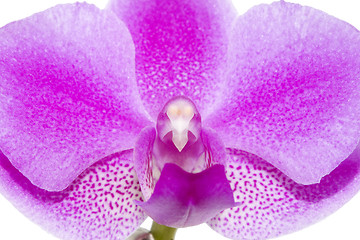 Image showing Orchid