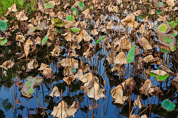 Image showing Dead of water lily