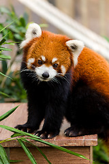 Image showing Adorable Red Panda