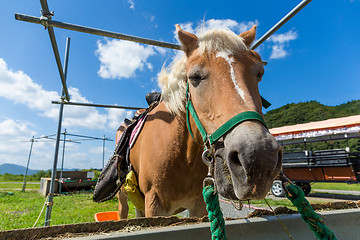 Image showing Horses feeding on hay 