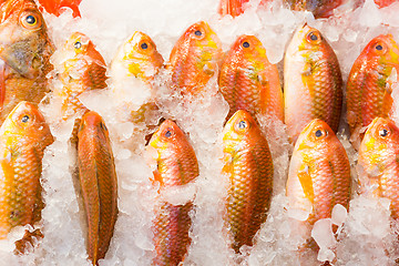 Image showing Fresh red snapper fish in market