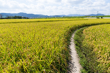 Image showing Walkway between the paddy rice meadow