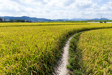 Image showing Pathway though rice field