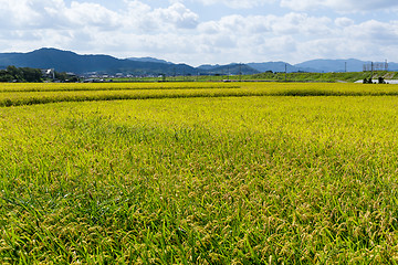 Image showing Golden rice in the field