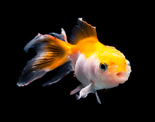 Image showing Goldfish