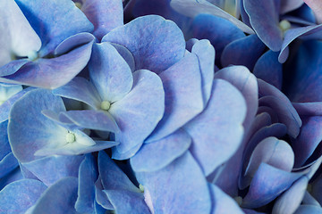 Image showing Blue hydrangea